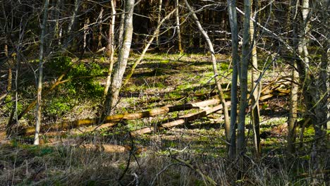 una vista estática de un bosque espeluznante en una tarde sombría