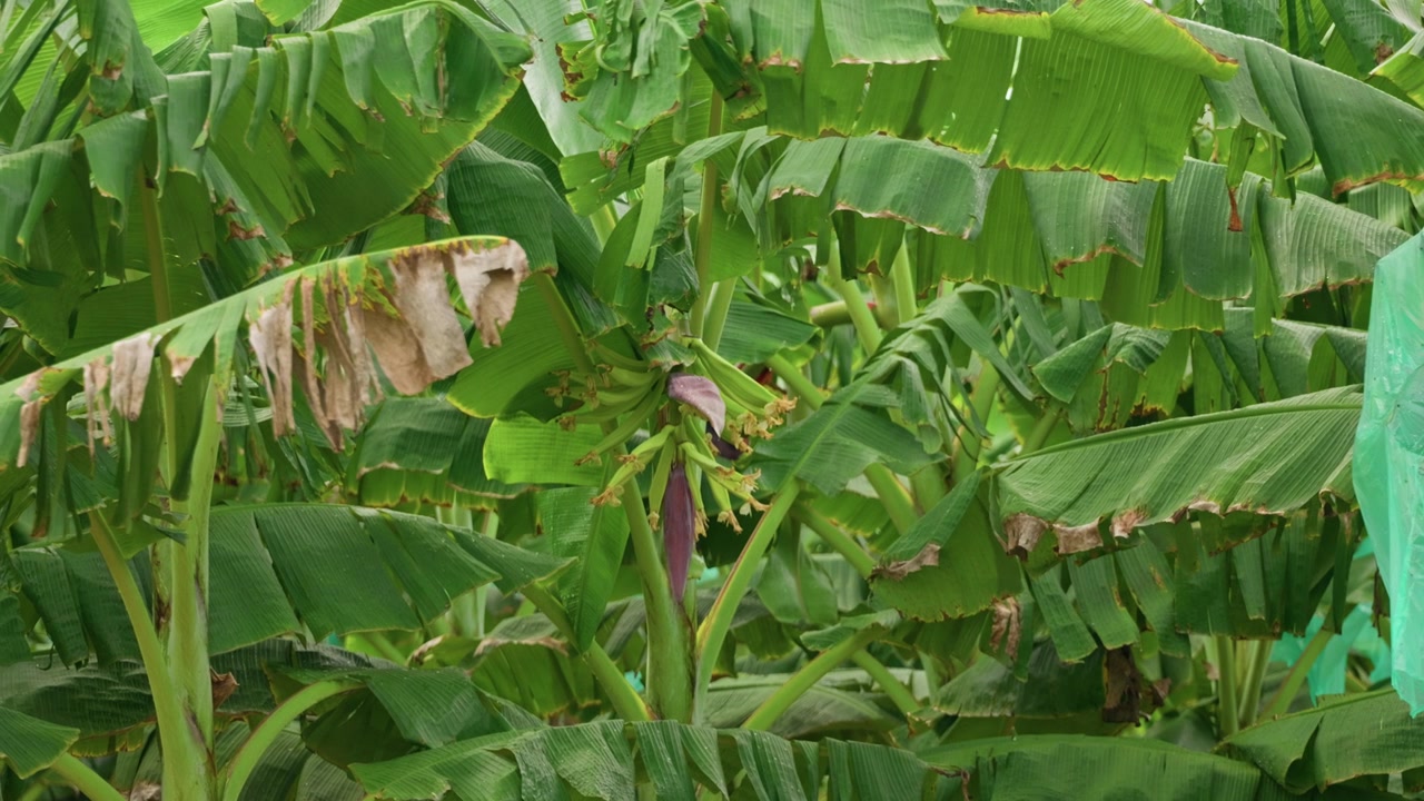 Vidvinkelbillede af en tæt tropisk bananplantage fyldt med store grønne blade, tykke stammer og synlige lilla bananblomster. Det overlappende løv skaber et frodigt landbrugslandskab, mens nogle