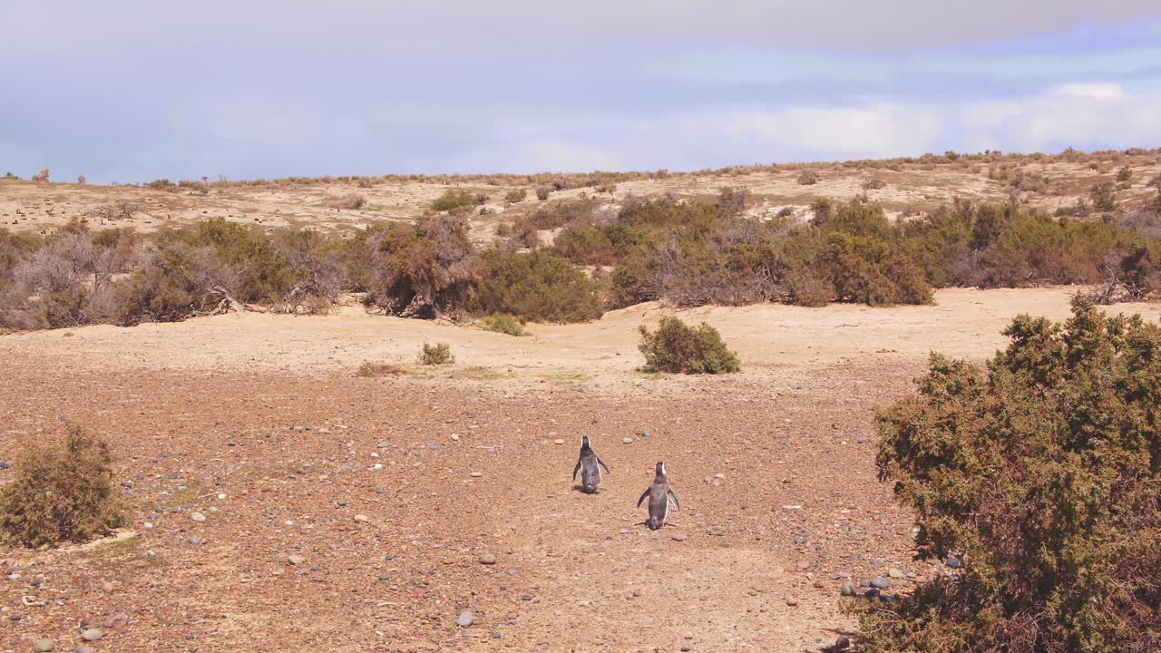 drone up tilt shot de dos pingüinos de magallanes caminando hacia el interior hacia su colonia de anidación más allá de los arbustos