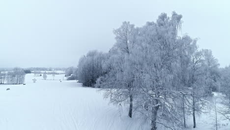 Un-Día-Frío-De-Invierno-Con-Escarcha-En-Las-Ramas-De-Los-árboles---Sobrevuelo-Aéreo-Ascendente