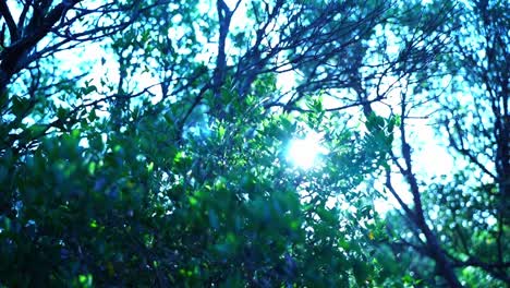 luz de fondo en un bosque en francia a través de un arbusto