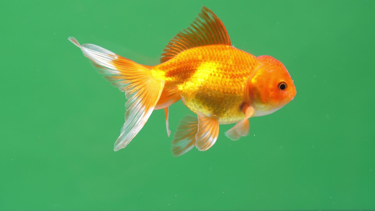 Gold Fish On Green Screen Background