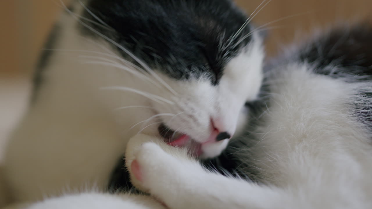 동물의 자기 관리