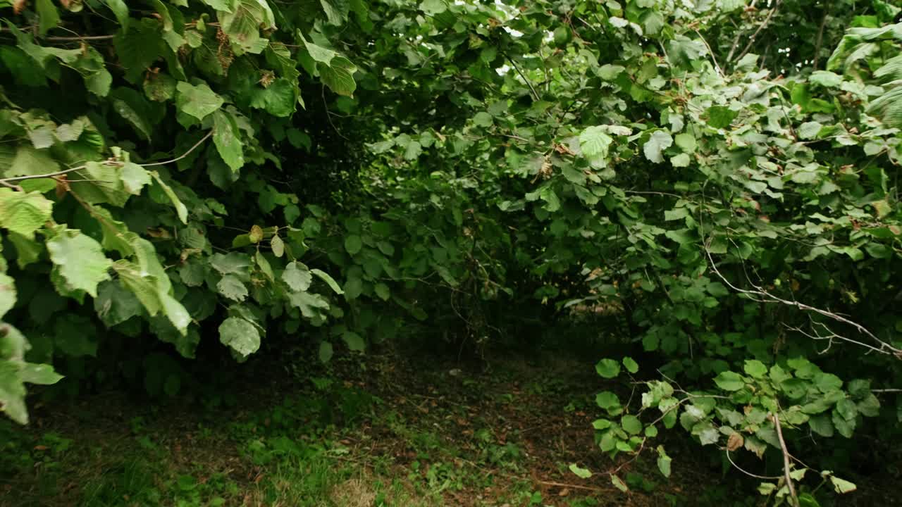 cultivo de plántulas de avellanas en el campo de la granja, plantación de árboles de avellana, huerto de nueces.