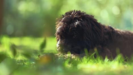 little baby dog puppy is sitting and playing in a sunny garden with green grass and trees