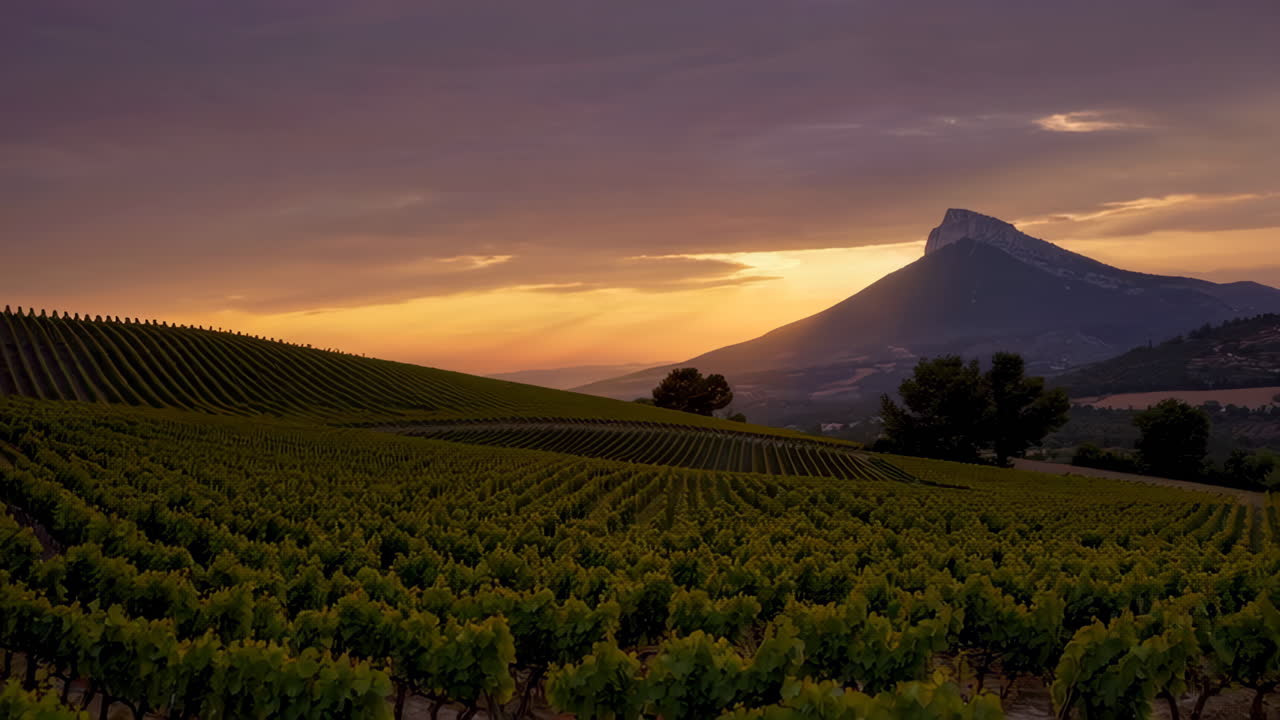 Paesaggio di Vigneti al Tramonto con Montagne Lontane
