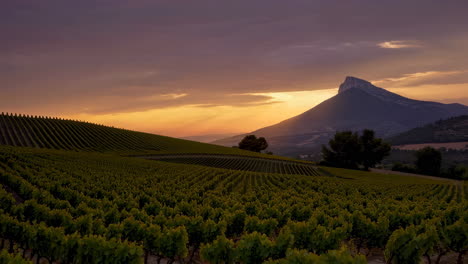 vineyard landscape at sunset with distant mountains