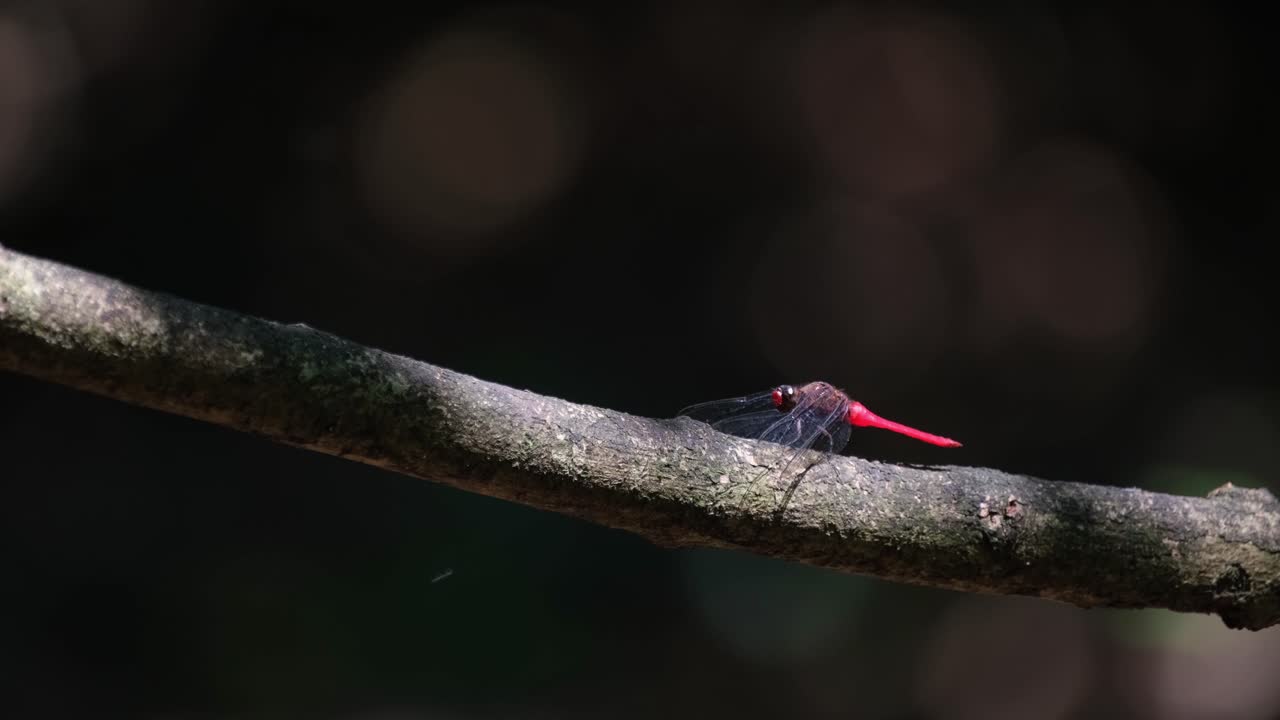 작은 가지 에 앉아 있는  ⁇ 은 습지 플라이더, 트리테미스 오로라, 태국