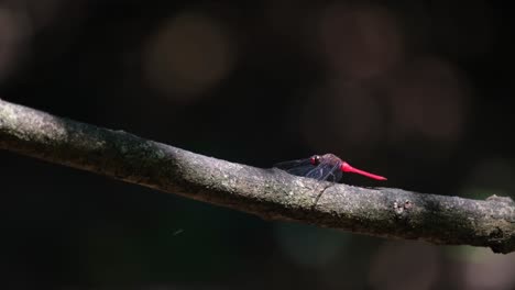 Planeador-De-Pantano-Carmesí-Descansando-Sobre-Una-Pequeña-Rama,-Thrithemis-Aurora,-Tailandia