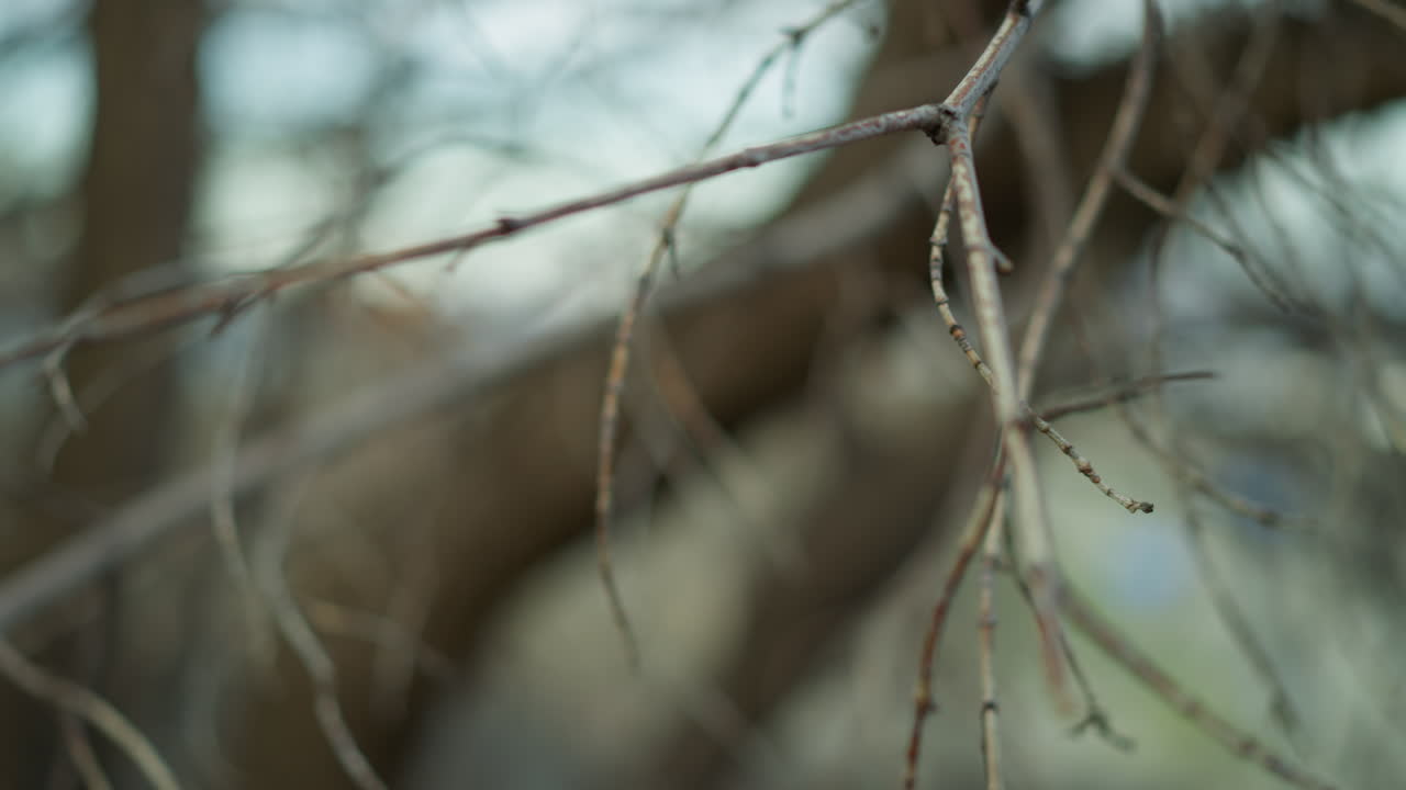 Close-up view of a bare tree branch with a blurred background, capturing the intricate details and texture of the branch