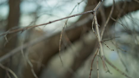 close-up view of a bare tree branch with a blurred background, capturing the intricate details and texture of the branch