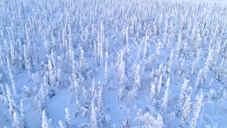 Una-Vista-Aérea-Muestra-Un-Bosque-De-Pinos-Nevados-En-Suecia