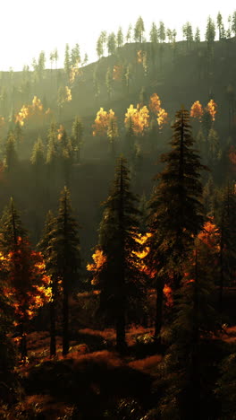 a beautiful forest scene with golden trees in the morning mist