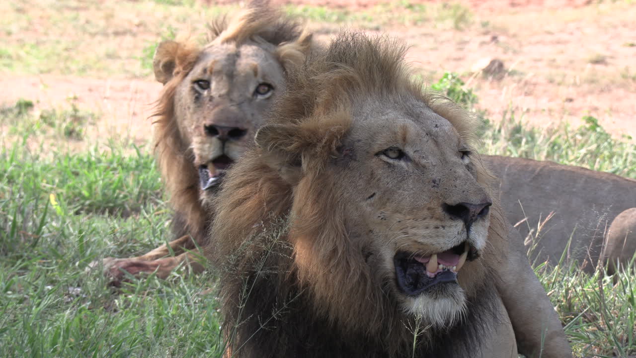 Due leoni maschi siedono ansimando all'ombra, in una giornata calda in Africa