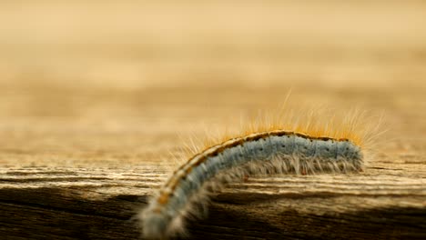 extreme macro close up and extreme slow motion of a western tent caterpillar moth walking on a wood railing