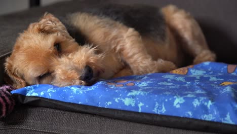 Sleeping-dog-on-couch-hears-something-awakens-and-jumps-down