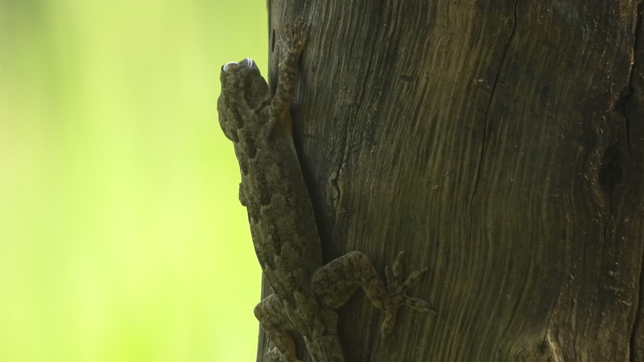 ящерица на дереве - глаза - кожа - зелёный