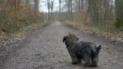 adorable puppy dog looking into camera then into huge forest during winter in slow motion with puppy-dog eyes in stuttgart, germany