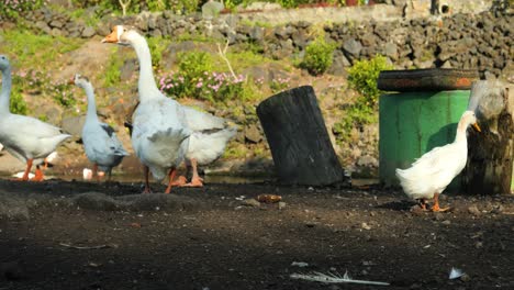 slow motion panning shot of balinese geese and ducks at volcanic lake danau batur running around shore during a beautiful morning on bali indonesia