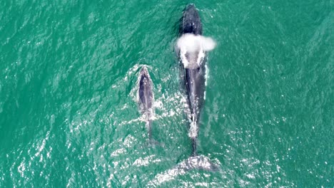 aerial drone shot of beautiful humpback whale swimming with baby calf mammal marine coastline tourism travel central coast nsw australia 4k