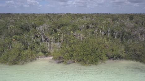 el borde de la laguna se encuentra con la jungla