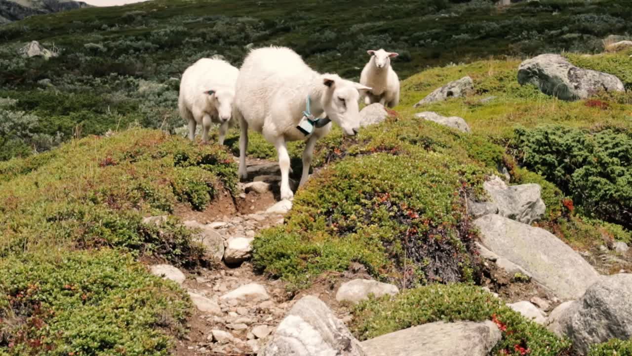 Three Sheep walking on a Mountain in Norway!