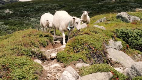 three sheep walking on a mountain in norway!