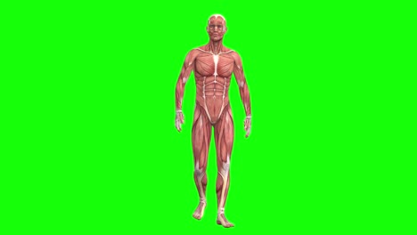 3d male muscles anatomy walking on green screen seamless loop 3d animation, front view