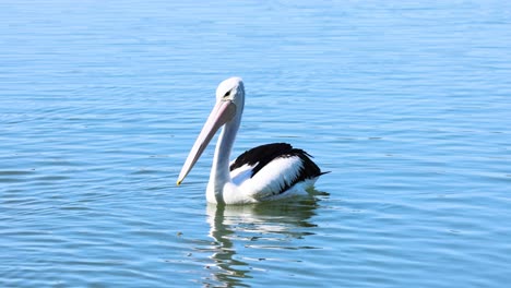 a pelican calmly floats on serene water