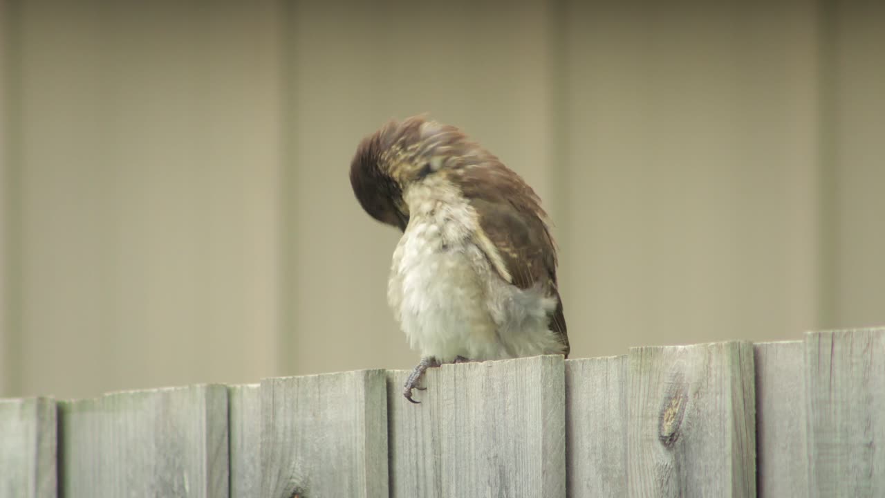 아기 도살새는 울타리에 앉아 청소하고, 자신을 정리하고, 그 다음에 날아갑니다. - 오스트레일리아, 지프스랜드, 빅토리아, 마프라