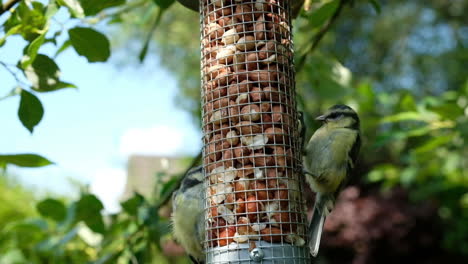 great tit birds eating nuts in bird feeders on tree in the garden