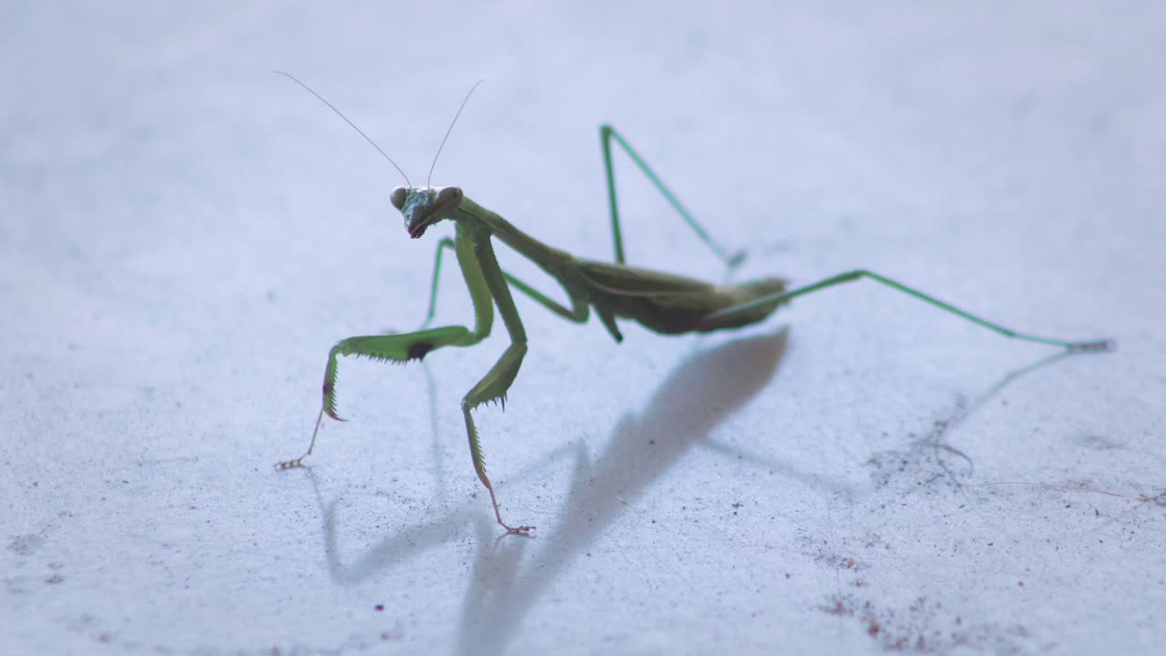 Praying Mantis Close Up Moving Side To Side On Table Then Moves Its Head, Daytime Maffra, Gippsland, Victoria, Australia