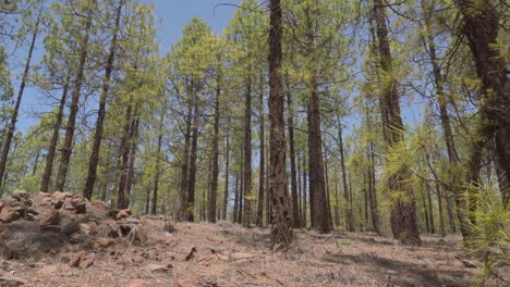 Green-Forest-On-A-Volcanic-Landscape,-Desert-Landscape,-Blue-Sky,-No-Clouds