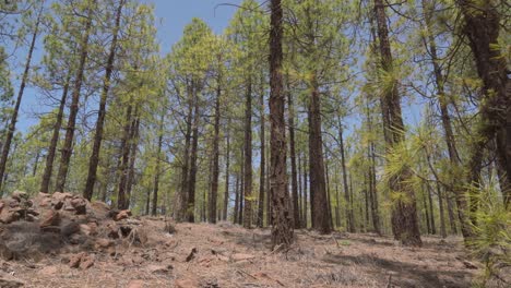 bosque verde en un paisaje volcánico, paisaje desértico, cielo azul, sin nubes