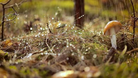 Amanita-muscaria,-Fly-agaric-Mushroom-In-a-Sunny-forest-in-the-rain.