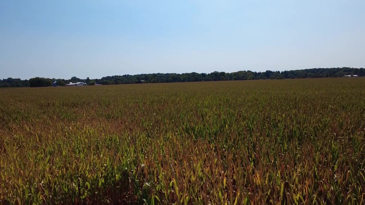 A cornfield in Southwestern Ohio in the middle of summer