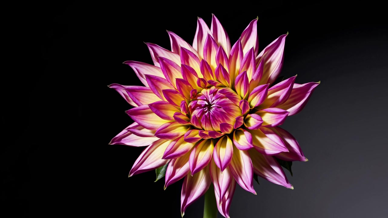 Tidsforløb af en dahlia, der blomstrer mod en sort baggrund