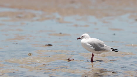 vista de la playa de 4k de gaviota blanca solitaria de pie en el viento sobre la arena en australia