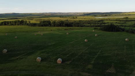 vacas en un campo verde con pacas en un círculo alberta canada
