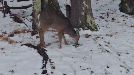 Un-Adorable-Cervatillo-Buscando-Comida-En-La-Nieve