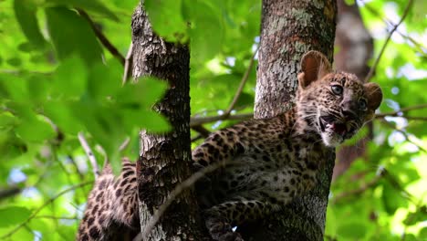 Der-Indochinesische-Leopard-Ist-Eine-Gefährdete-Art-Und-Eine-Der-Großen-Katzen-Thailands