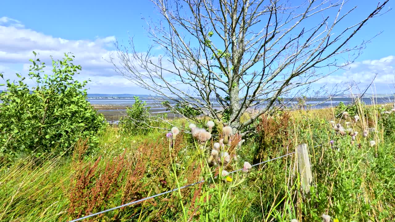 Tall grasses and wildflowers sway in the wind on a bright summer day, with a distant sea and blue sky visible beyond the lush vegetation