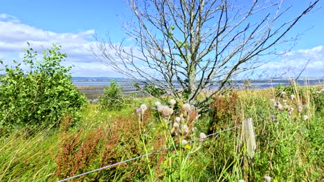 tall grasses and wildflowers sway in the wind on a bright summer day, with a distant sea and blue sky visible beyond the lush vegetation