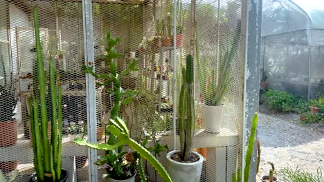 cactus expuestos en un invernadero en el mercado de bangkok