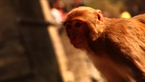 monkey in the sunshine