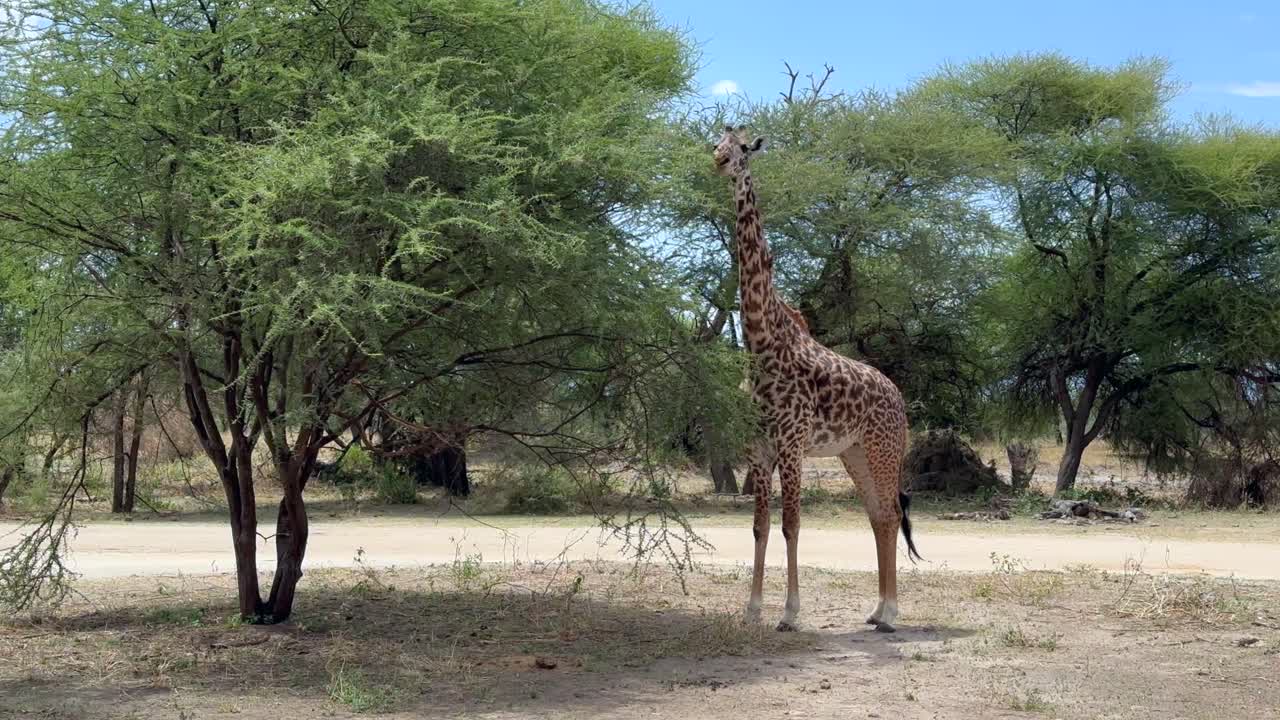 Giraffa Masai (Giraffa tippelskirchi) che mangia foglie di acacia. Parco Nazionale del Tarangire, Tanzania