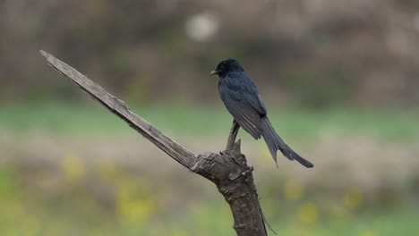 Ein-Schwarzer-Drongo,-Der-Auf-Einem-Stock-Vor-Einem-Unscharfen-Hintergrund-Thront