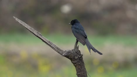 un drongo negro posado en un palo contra un fondo borroso