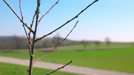 Close Up Of Young Bare Tree In The Field