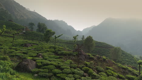 Panorámica-Hermosa-Plantación-De-Té-Brumoso-Plantaciones-De-Té-De-Clase-Mundial-En-Las-Colinas-De-Munnar,-Kerala,-India